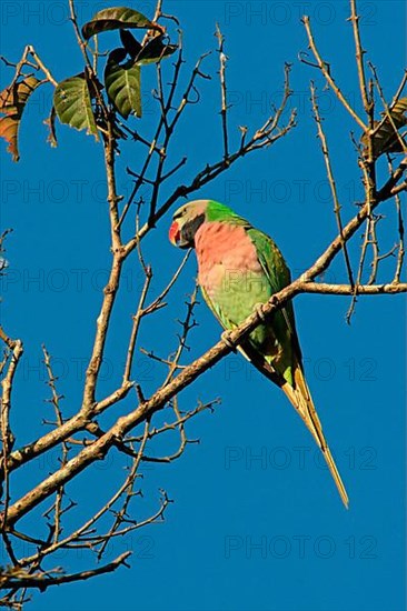 Red-breasted Parakeet