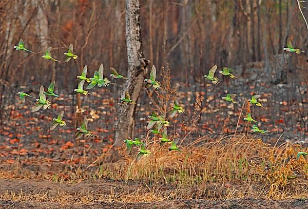 Mixed flock of Red-breasted Parakeet