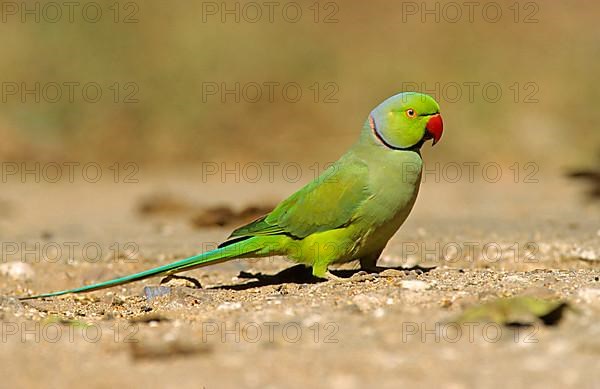 Rose-ringed Parakeet