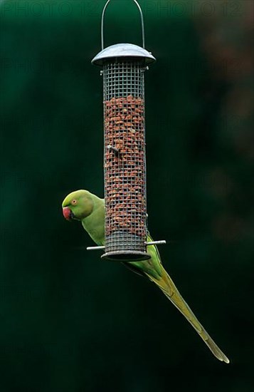 Ring-necked Parakeet