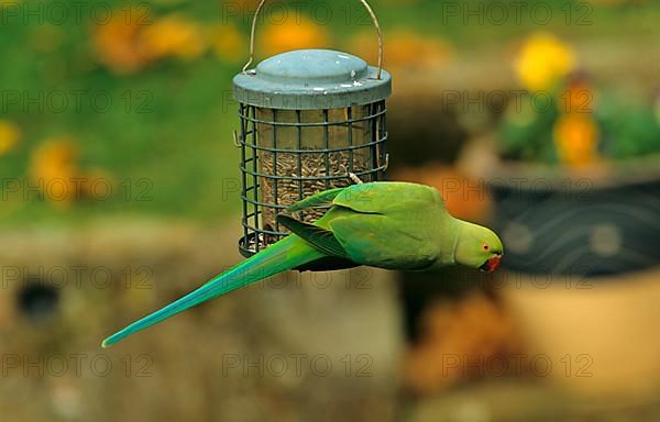 Ring-necked Parakeet