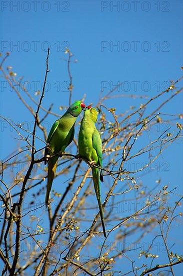 Rose-ringed Parakeet