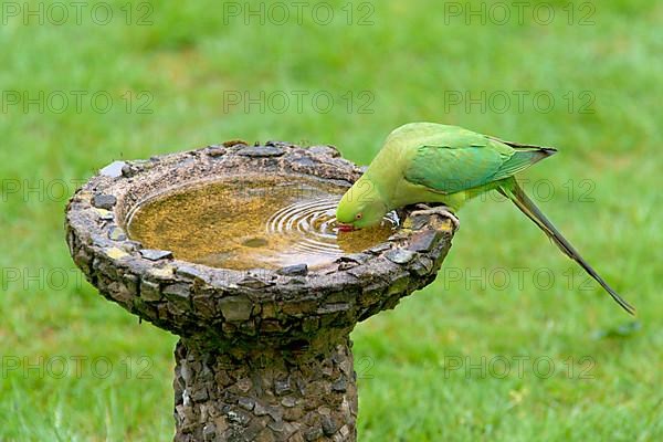 Rose-ringed Parakeet