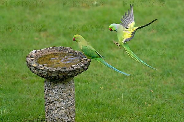 Rose-ringed Parakeet