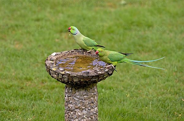 Rose-ringed Parakeet