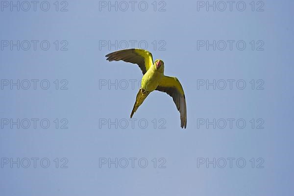 Rose-ringed Parakeet