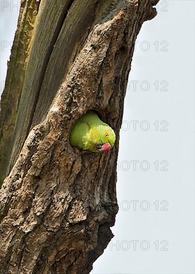 Rose-ringed Parakeet