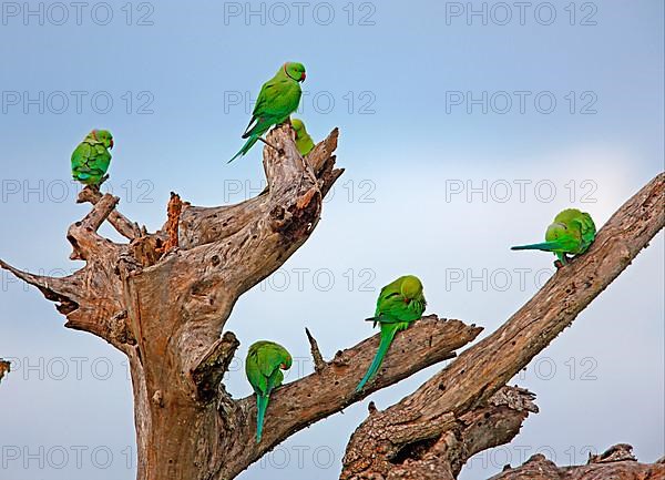 Rose-ringed Parakeet