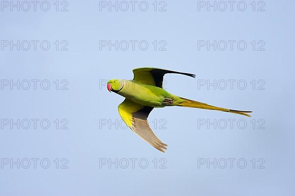 Rose-ringed Parakeet