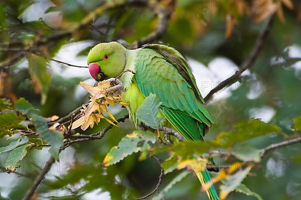 Rose-ringed Parakeet