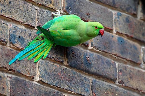 Rose-ringed Parakeet