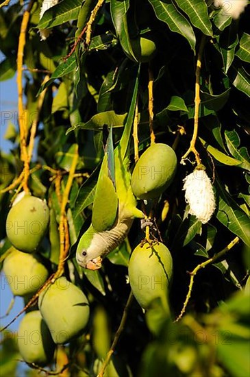 Monk Parakeet