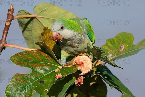 Monk Parakeet