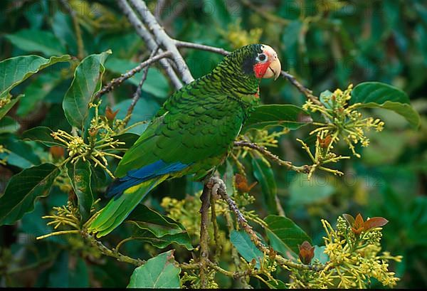 Grand Cayman Amazon