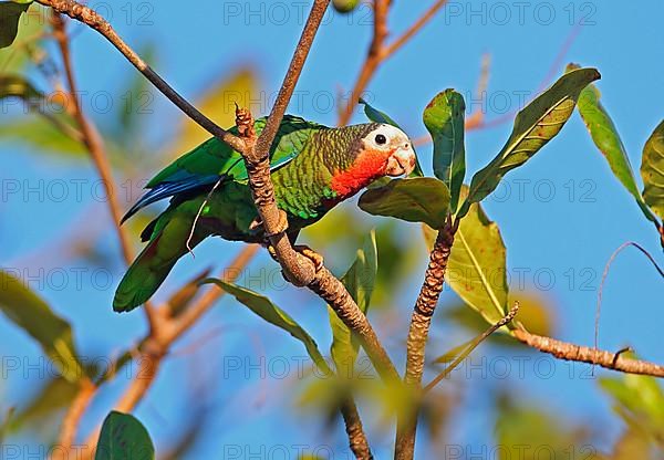 Eastern Cuba Amazon