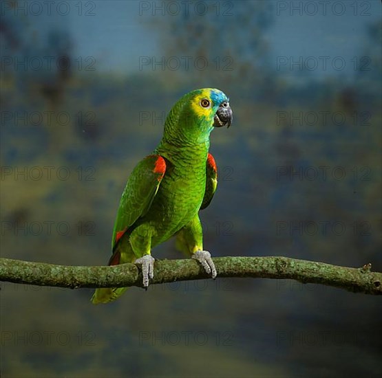 Blue-fronted Amazon