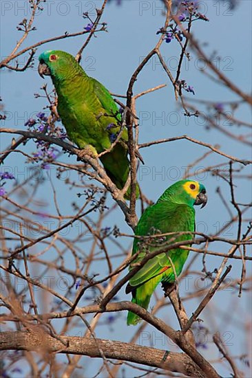 Blue-fronted Amazon