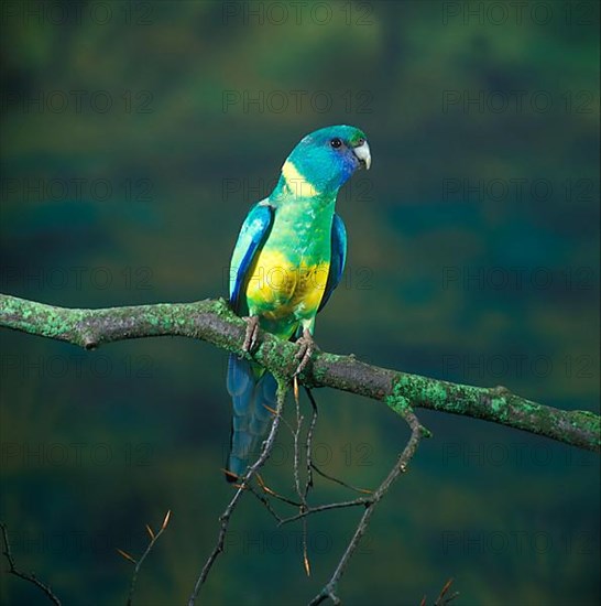 Barnard parakeet