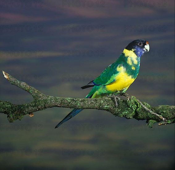 Ring-necked Parakeet