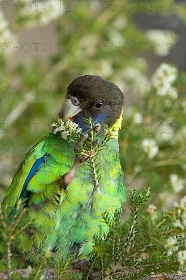 Australian ringneck