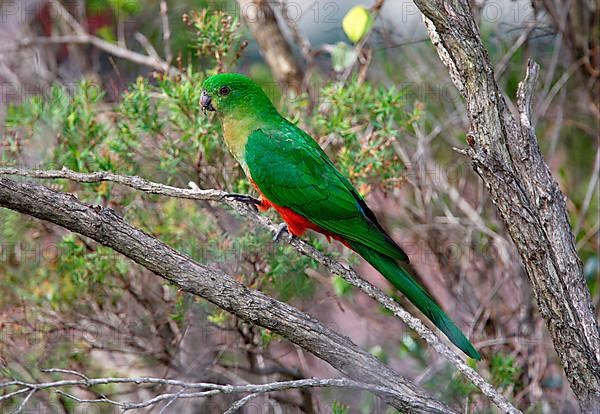 Australian King Parrot