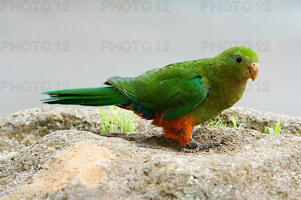 Australian King Parrot