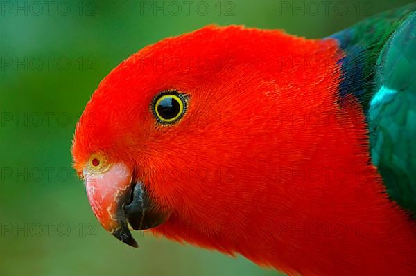 Australian King Parrot