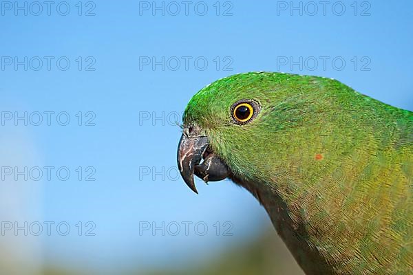 Australian King Parrot