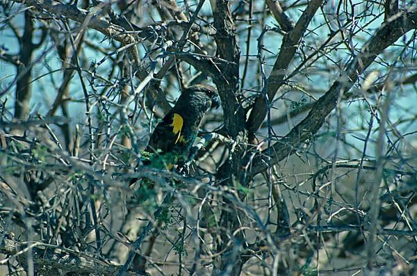 Meyer's parrot