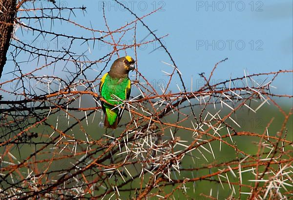 Meyer's parrot