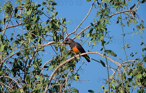 Red-bellied parrot