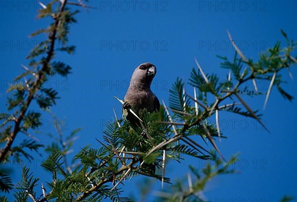 Red-bellied parrot