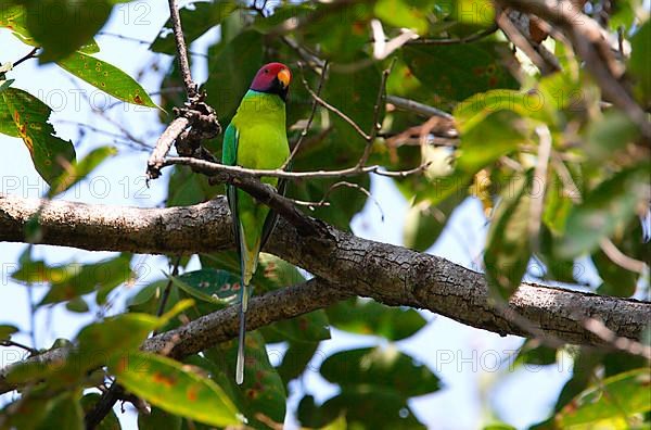 Plum-headed parakeet