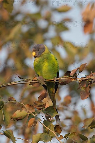 Plum-headed parakeet