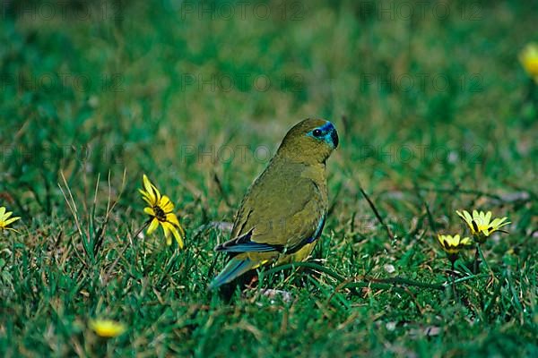 Rock parrot