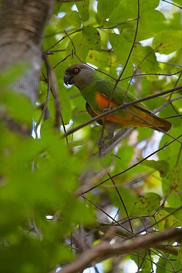 Senegal parrot