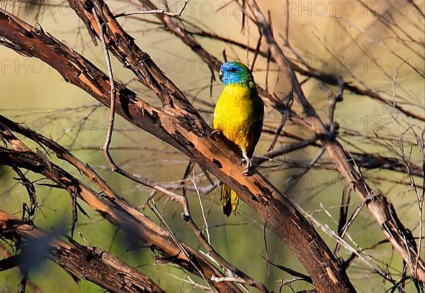 Turquoise parrot