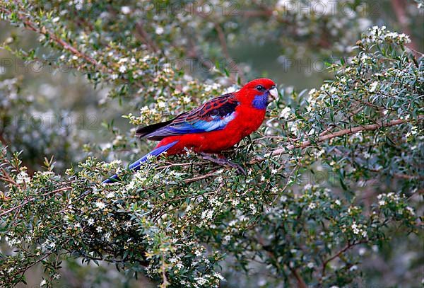 Crimson crimson rosella