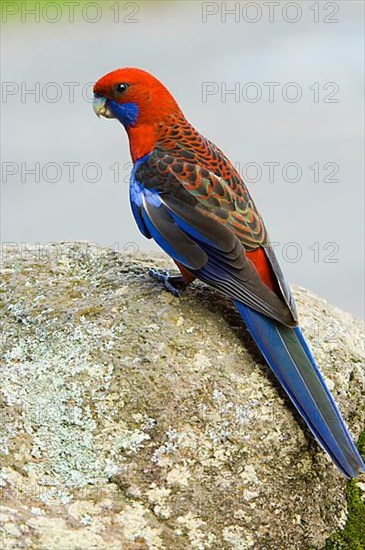 Pennant parakeet