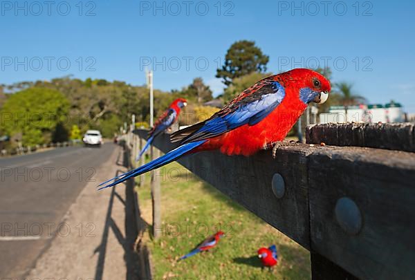 Crimson Rosella