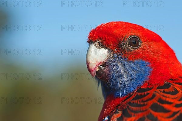 Crimson Rosella