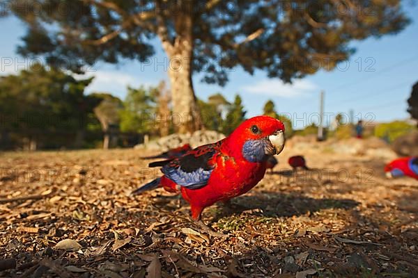 Crimson Rosella