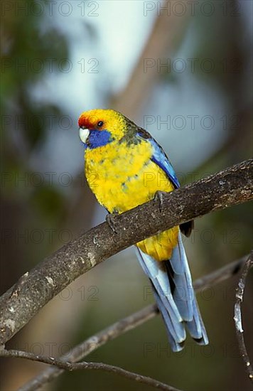 Green rosella