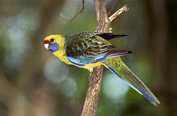 Green rosella