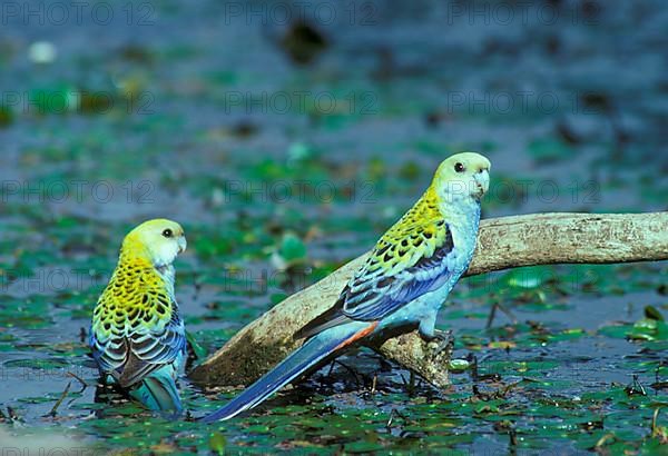 Pale-headed Rosella