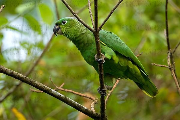 Southern mealy amazon