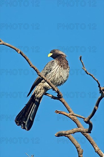 Western Grey Plantain-eater