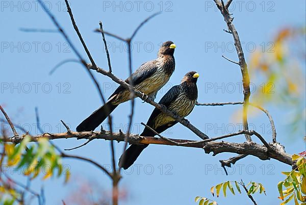 Western Grey Plantain-eater