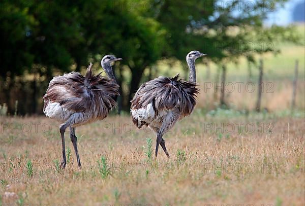 Greater greater rhea