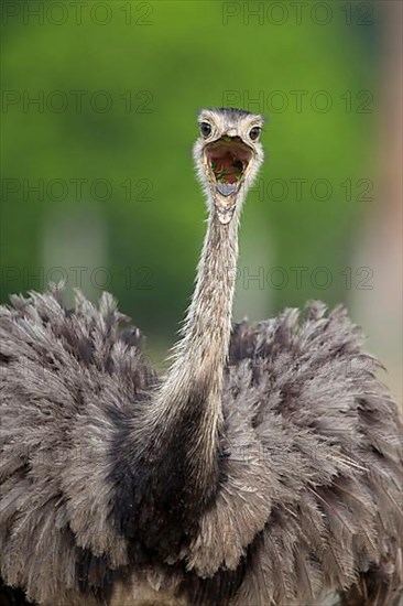 Greater greater rhea